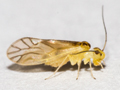 Valenzuela flavidus